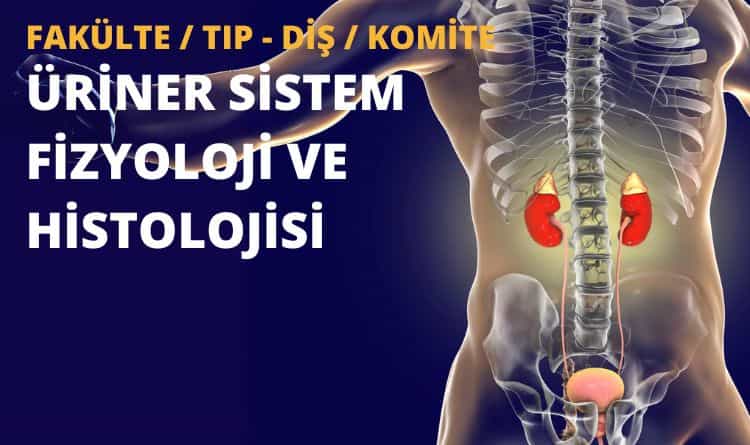 ÜRİNER SİSTEM FİZYOLOJİ VE HİSTOLOJİSİ